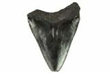 Juvenile Megalodon Tooth - Georgia #115719-1